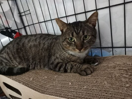 Собаки и кошки в добрые руки