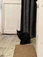 Собаки и кошки в добрые руки