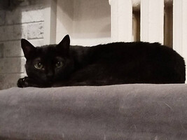 Собаки и кошки в добрые руки