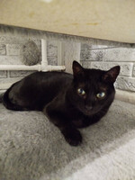 Собаки и кошки в добрые руки