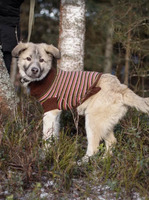 Собаки и кошки в добрые руки