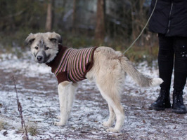 Собаки и кошки в добрые руки