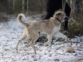 Собаки и кошки в добрые руки