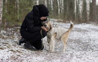 Собаки и кошки в добрые руки