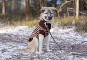 Собаки и кошки в добрые руки