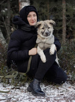 Собаки и кошки в добрые руки