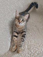 Собаки и кошки в добрые руки