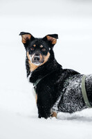 Собаки и кошки в добрые руки