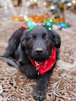 Собаки и кошки в добрые руки