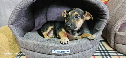 Собаки и кошки в добрые руки