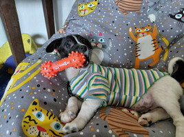 Собаки и кошки в добрые руки