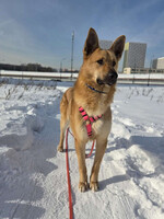 Собаки и кошки в добрые руки