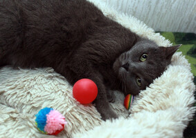 Собаки и кошки в добрые руки