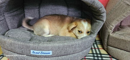 Собаки и кошки в добрые руки