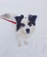 Собаки и кошки в добрые руки