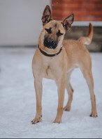 Собаки и кошки в добрые руки