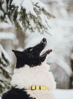 Собаки и кошки в добрые руки