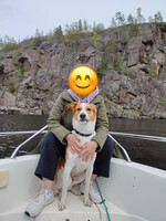 Собаки и кошки в добрые руки