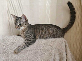 Собаки и кошки в добрые руки