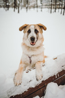 Собаки и кошки в добрые руки