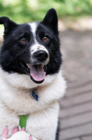 Собаки и кошки в добрые руки