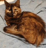 Собаки и кошки в добрые руки