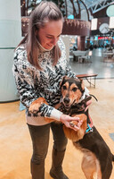 Собаки и кошки в добрые руки