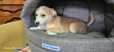 Собаки и кошки в добрые руки