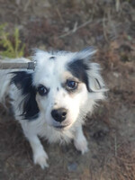 Собаки и кошки в добрые руки