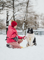 Собаки и кошки в добрые руки