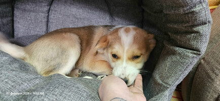 Собаки и кошки в добрые руки