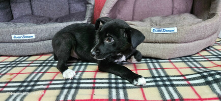 Собаки и кошки в добрые руки