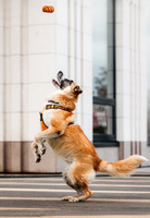 Собаки и кошки в добрые руки