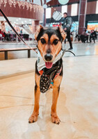 Собаки и кошки в добрые руки