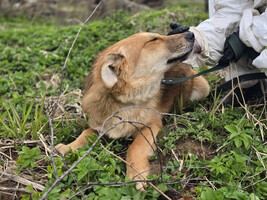 Собаки и кошки в добрые руки