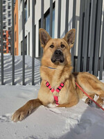 Собаки и кошки в добрые руки