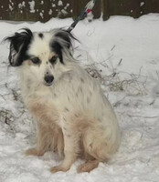 Собаки и кошки в добрые руки