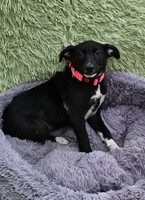 Собаки и кошки в добрые руки