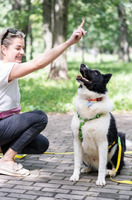 Собаки и кошки в добрые руки