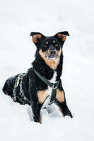 Собаки и кошки в добрые руки