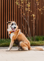 Собаки и кошки в добрые руки