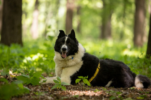 Собаки и кошки в добрые руки
