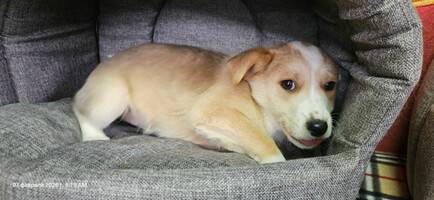 Собаки и кошки в добрые руки