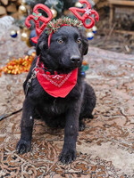 Собаки и кошки в добрые руки