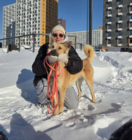 Собаки и кошки в добрые руки