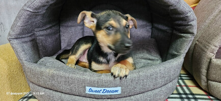 Собаки и кошки в добрые руки