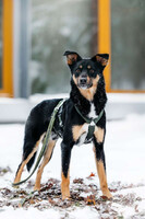 Собаки и кошки в добрые руки