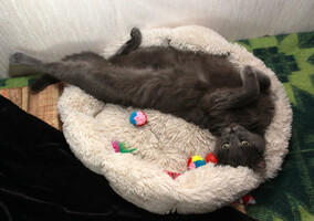 Собаки и кошки в добрые руки