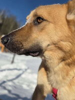 Собаки и кошки в добрые руки