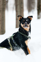 Собаки и кошки в добрые руки